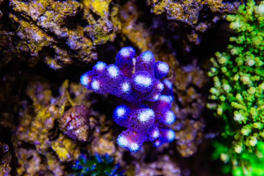 The bright white tips at the tops of this Cat’s Paw coral are a sign of new growth.