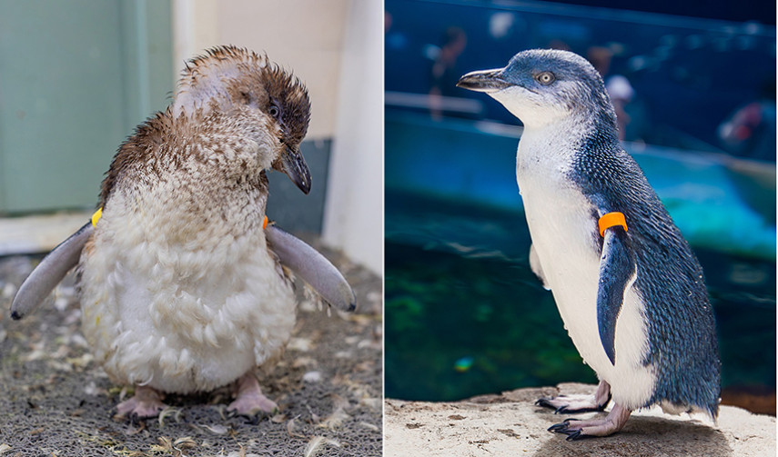 Side-by-side images of a Little Blue Penguin before and after its annual catastrophic molt. The left image shows the penguin mid-molt with fluffy, patchy feathers. The right image shows the same penguin post-molt, now sporting sleek blue and white feathers.