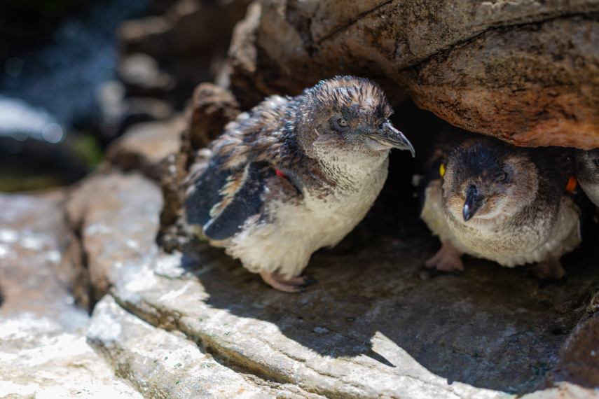 Two Little Blue Penguins stand on land, mid-molt, with fluffy, patchy feathers as they shed their old feathers during their annual catastrophic molt.