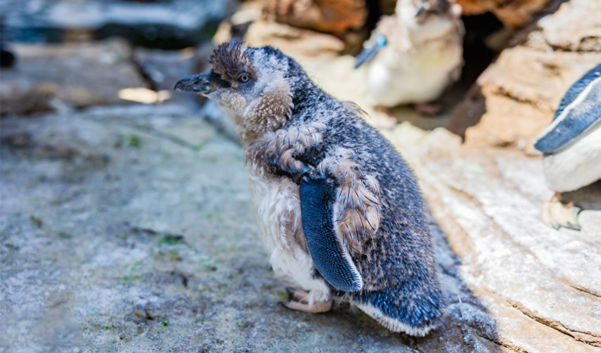 A Little Blue Penguin with fluffy, molting feathers stands on a rocky surface.