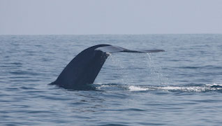 Whale and Wildlife Adventure Whale and Wildlife Adventure