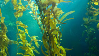 Kelp Cam Kelp Cam