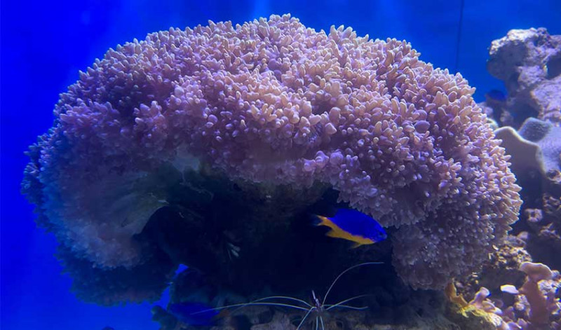 Bubble Coral is made up of small round polyps that almost look like bubbles.