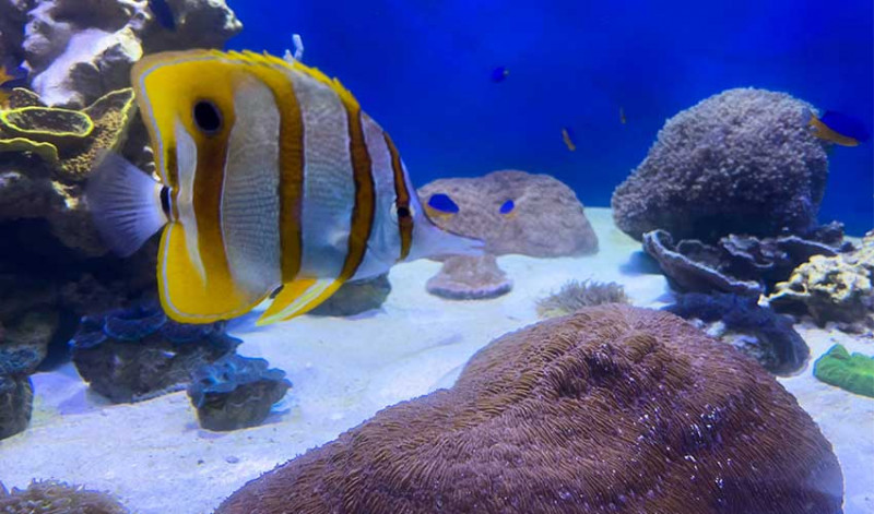 A Copperband butterflyfish swims over Tongue Coral.