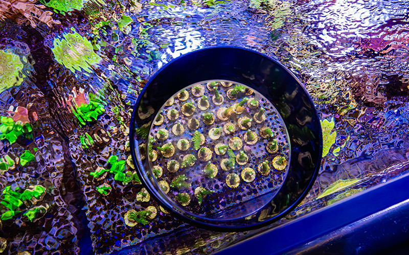 The coral fragment farm provides an ideal environment for coral fragments to grow into new coral colonies.