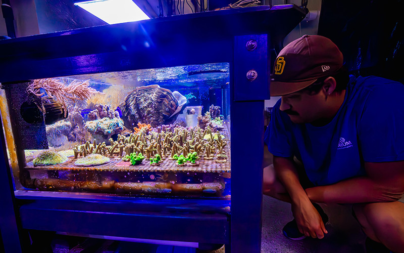 Assistant Curator of Fishes and Invertebrates Sean Bruce examines coral fragments.