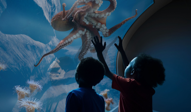 rendering of two young guests looking up into an Octopus habitat