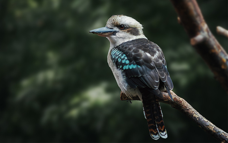 Close-up of an Australian kookaburra perched on a branch, showcasing its distinctive large beak, white and brown plumage, and bright blue markings on its wings.