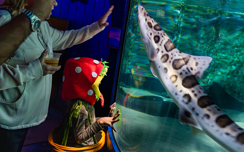 A young child dressed as a Super Mario Bros. Piranha Plant leans in close to admire a leopard shark gracefully swimming in its habitat at Birch Aquarium.