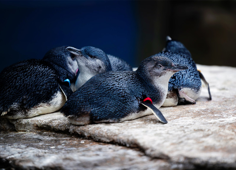 A group of little blue penguins resting on rocky terrain in their habitat.