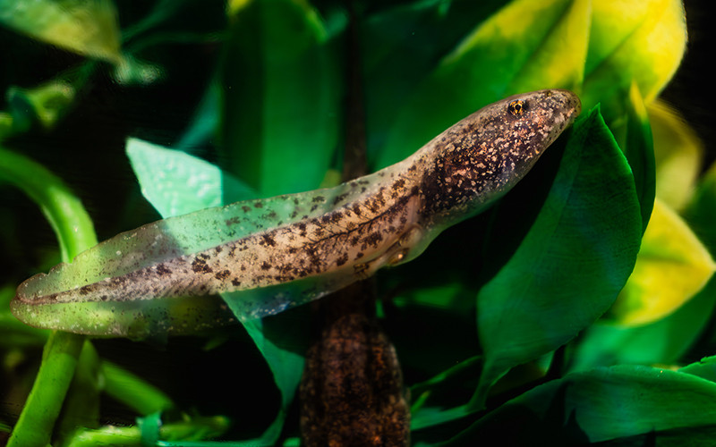 The side profile of a tiny tadpole that's equipped with gills and a long tail perfect for swimming.