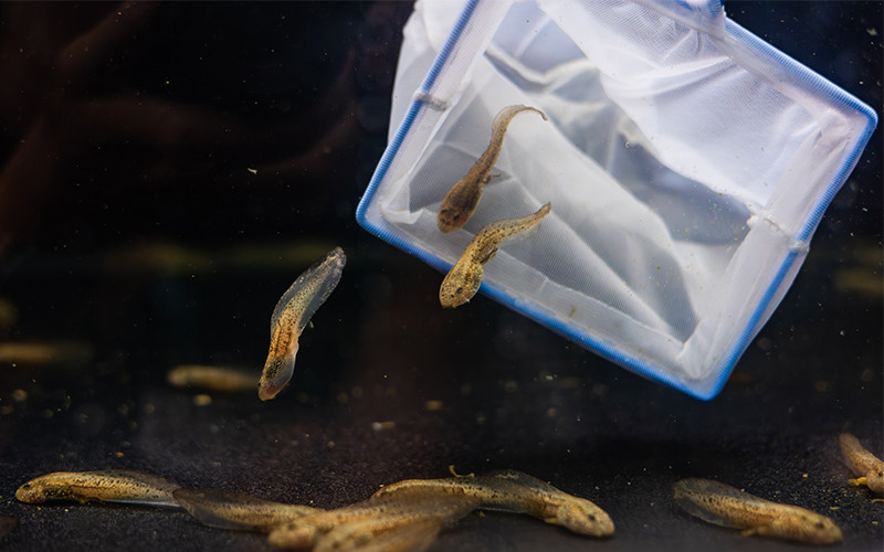 Tadpoles being carefully introduced into a behind-the-scenes habitat using a soft net.