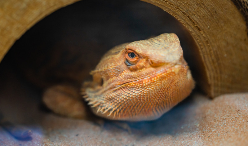 a reddish brown lizard with a wide, spiky head looks out from under a wooden archway