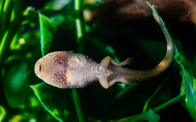 A tadpole transformes into a froglet, developing lungs in place of gills and growing legs as their tails shrink