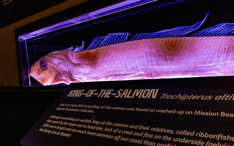 Close-up of a preserved King-of-the-Salmon fish displayed in a lit case, with a nearby exhibit sign describing the species Trachipterus altivelis and its relation to ribbonfish and oarfish.