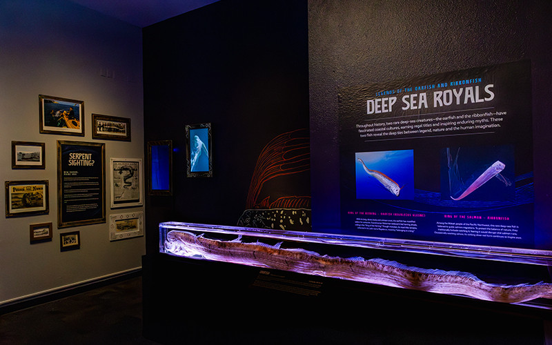 Exhibit display featuring a preserved oarfish specimen in a long, illuminated case, with informational panels about deep-sea creatures and framed historic 'sea serpent' sightings on the adjacent wall.
