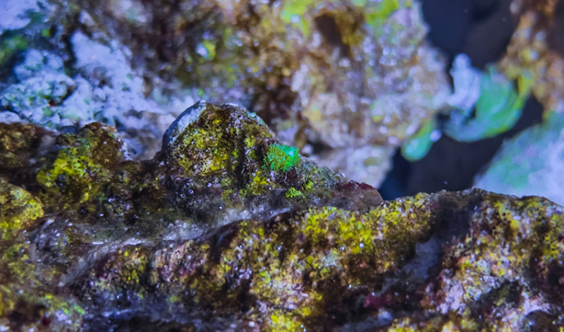  Juvenile Cauliflower Coral, just a few weeks old and about the size of a marble