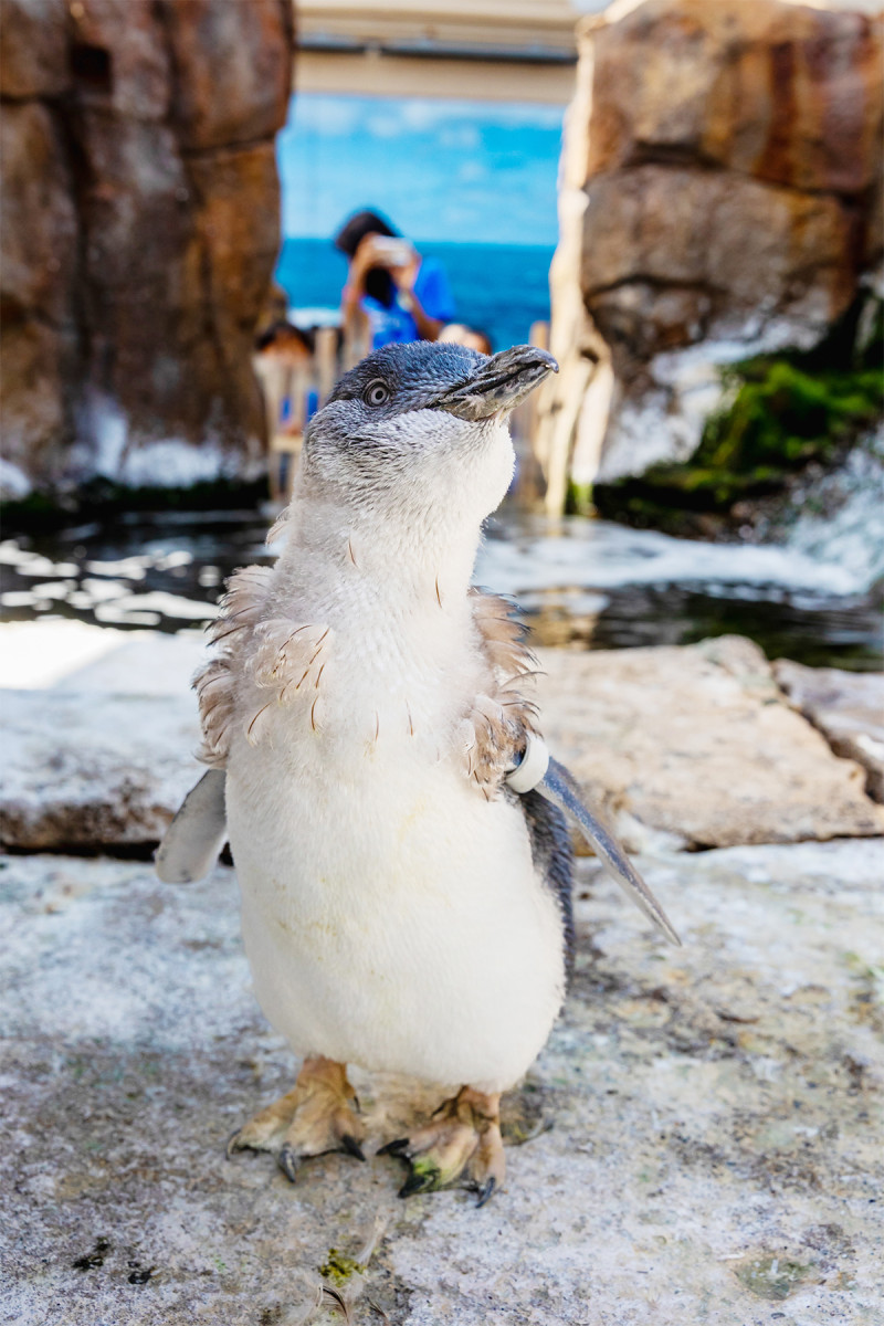 A Little Blue Penguin towards the final stage of its molt, with a few fluffy feathers by its wings.