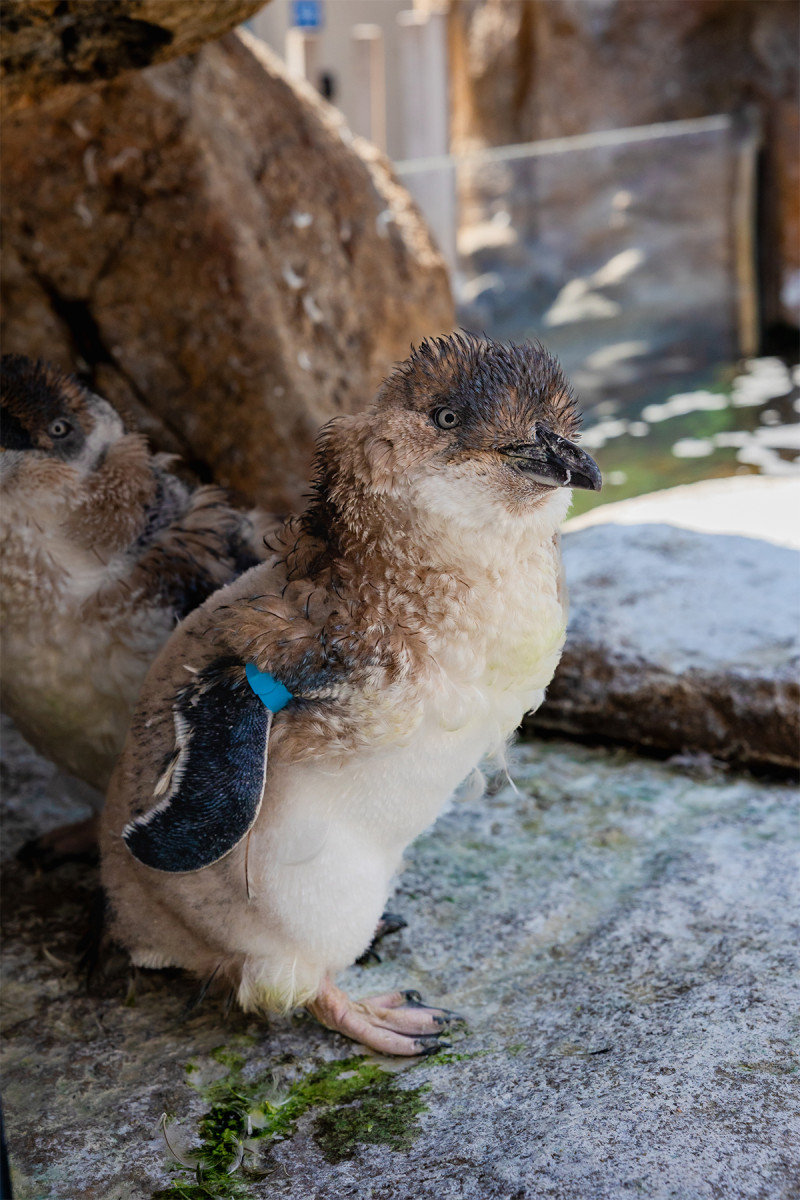 A Little Blue Penguin mid-molt with fluffy feathers.